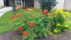 Vibrant orange and red flowers bloom on lush green foliage in a garden.