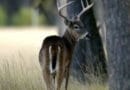 A deer standing in a grassy area near a tree, looking to the side.