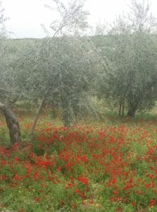The illuminated facade of Al-Ajami Restaurant at night.