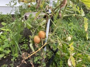 The illuminated facade of Al-Ajami Restaurant at night.