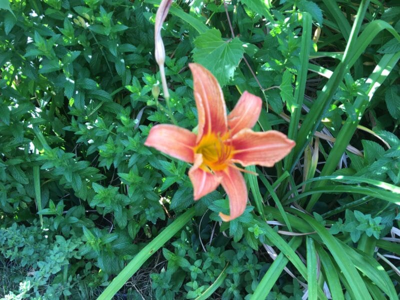 The illuminated facade of Al-Ajami Restaurant at night.