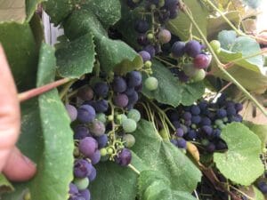 The illuminated facade of Al-Ajami Restaurant at night.