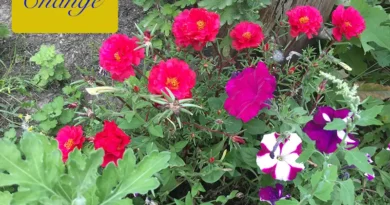Vibrant red and purple flowers blooming in a lush garden.