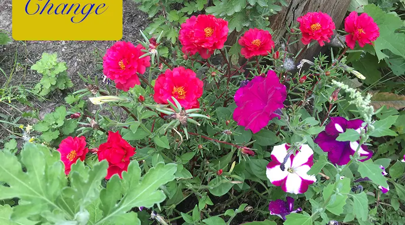 Vibrant red and purple flowers blooming in a lush garden.